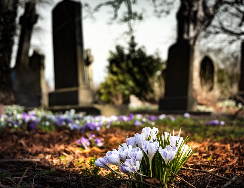 A cluster of delicate white and light purple crocuses with green stems and leaves growing among brown soil in a cemetery, with evenly spaced gravestones and trees in the background. The flowers appear
