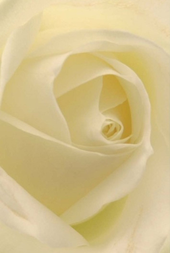 Gazing closely at this pristine white rose, prepared by a seasoned florist in Kingston Vale, you see layers of softness and sophistication unfolding quietly from its spiraled center. The petals-immaculate in shades of creamy ivory and gentle white-overlap with a natural artistry that echoes light drifting through the leafy lanes of Robin Hood Way. There's an inner luminosity, almost as if the flower glows from within, highlighting the subtle gradient between the creamy core and the nearly transparent outer edges. This composition is a reflection of tranquility and refinement, suitable for heartfelt moments-perhaps an expression of sympathy to a loved one in Norbiton, or a romantic centrepiece for a wedding celebration in Kingston Vale's elegant venues. The spiral arrangement at the heart speaks of purity and trust, while slight shadows dance across its curving folds, accentuating the depth and resilience of the bloom. From the first glance, there's a sense of serenity and understated sophistication-an air of clean floral fragrance and honest emotion that quietly elevates every bouquet crafted by hands attuned to Kingston Vale's unique spirit.